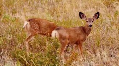 Görkemli Geyik Sabah Sisi 'nde Duruyor