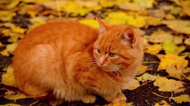 Kedi yerde.