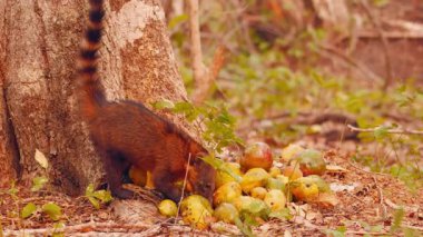 Wild Coati Jungle Stock Video 'da Mangolarla Besleniyor