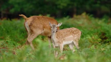 Görkemli Geyik Sabah Sisi 'nde Duruyor