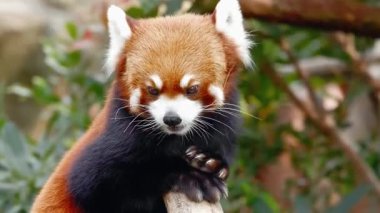  Red panda bambu yaprakları yiyor