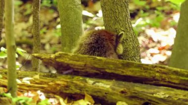 Wild Coati Jungle Stock Video 'da Mangolarla Besleniyor