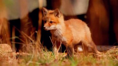 kırmızı tilki vulpes 4k görüntüsü 