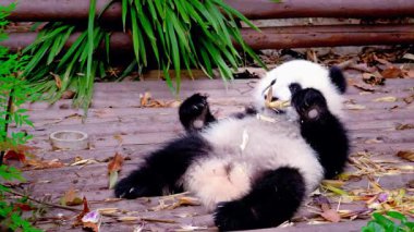  Panda Yavrusu Stok Görüntüsü Yerken Bambu Yiyor
