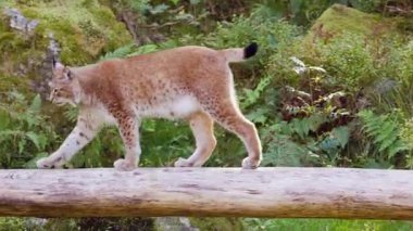  Luchs Orman Borsasında Yürüyor.