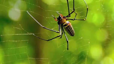  Örümcek Ağ Üzerinde