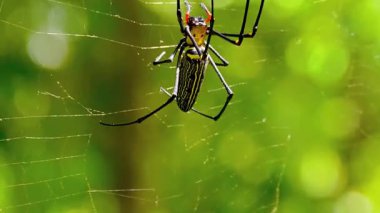  Örümcek Ağ Üzerinde