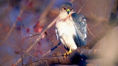 Doğanın dalına tünemiş renkli kuş.