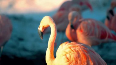 Bataklıklarda Yürüyen Flamingo Grubu