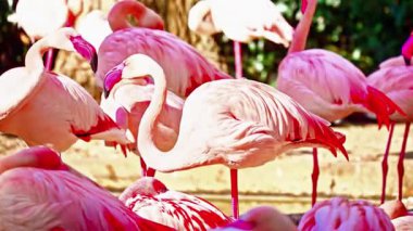Bataklıklarda Yürüyen Flamingo Grubu
