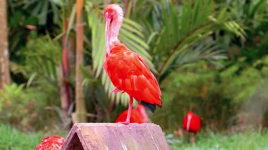 kırmızı flamingo ağacın dalında