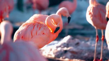 Gölde güzel pembe flamingolar