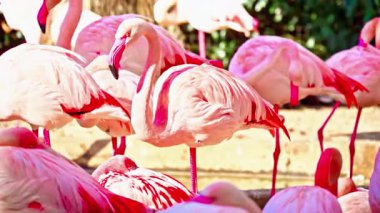 Tayland 'daki hayvanat bahçesinde pembe flamingolar.