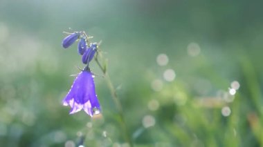 Mor çiçekleri kapatın.