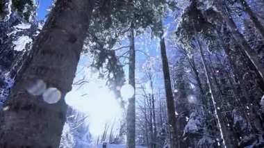 Ağaçlar karla kaplanmış kış ormanı 