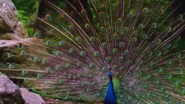 Hayvanat bahçesindeki tavus kuşu