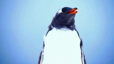 Penguen buz üstünde