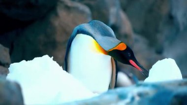 Falkland adalarında kral penguen (sphena desus deonicus)