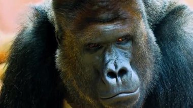 Gorilin Şiddetli İfadeyle Yakın Portresi