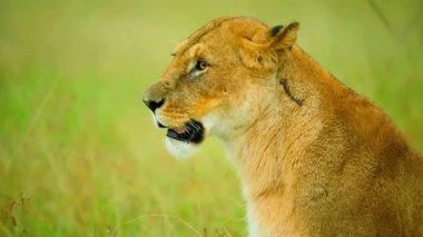 Doğal Yaşam Alanında Dişi Aslan Bakışı Alarmı