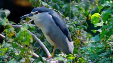 Balıkçıl Çimende Duruyor