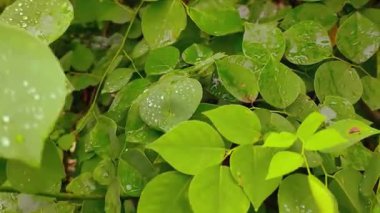  Çiy damlalı yeşil yaprak
