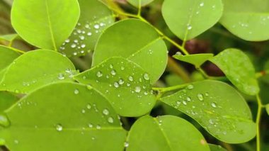  Çiy damlalı yeşil yaprak