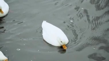 Beyaz su üzerinde ördek