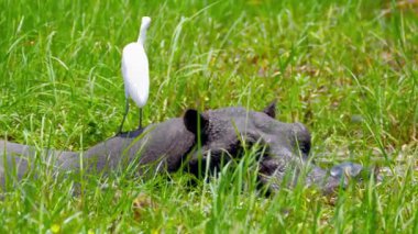 Rahatlamış Hippopotamus ve Kuş Bond Vahşi Çayırlık Etkileşimi