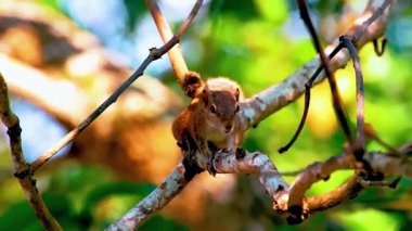 Bir ağaç dalındaki sincap Yaban Hayatı Yakından Odaklanma Davranışı