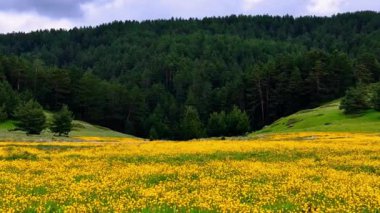 Altın Orman Çayırı Serene 'de canlı sarı kır çiçekleri ile