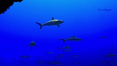  Renkli Mercan Ekosistemi Çevresinde Su Altında Yaşam