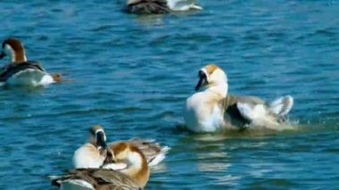 Beyaz Kaz Gölde Zarifçe Yüzüyor