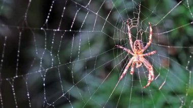 Spider in Intricate Web in Natural Habitat Close Up