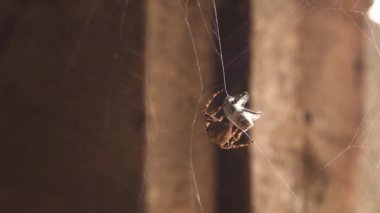 Spider in Intricate Web in Natural Habitat Close Up