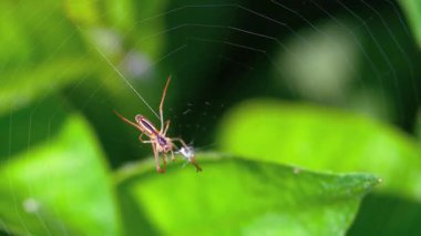 Spider in Intricate Web in Natural Habitat Close Up