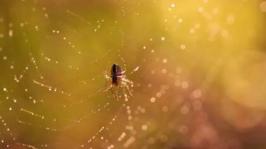 Spider in Intricate Web in Natural Habitat Close Up