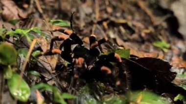Spider in Intricate Web in Natural Habitat Close Up