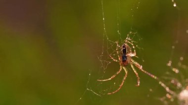 Spider in Intricate Web in Natural Habitat Close Up
