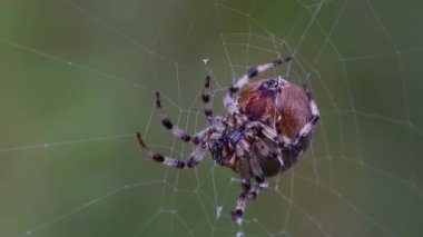 Spider in Intricate Web in Natural Habitat Close Up