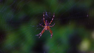 Spider in Intricate Web in Natural Habitat Close Up