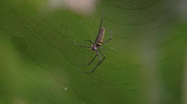 Spider in Intricate Web in Natural Habitat Close Up