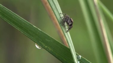 Spider in Intricate Web in Natural Habitat Close Up