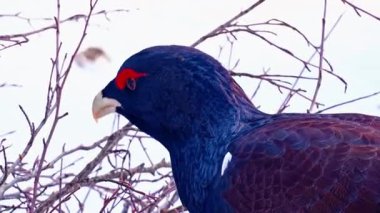 Parktaki güzel kuş