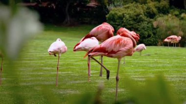 Flamingo zarif bir şekilde sığ sularda duruyor.