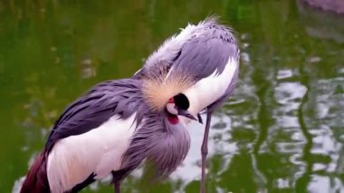 Bataklıktaki Kuşlar Grubu