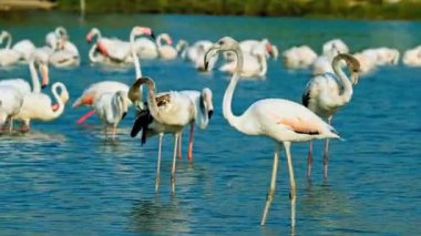 Flamingo zarif bir şekilde sığ sularda duruyor.