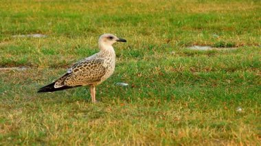  Kahverengi Shorebird Otlak Arazide Duruyor