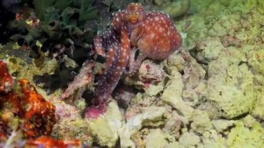 mercan Karayip Denizi