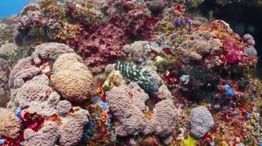 Mercan resifi ve tropikal balıklar